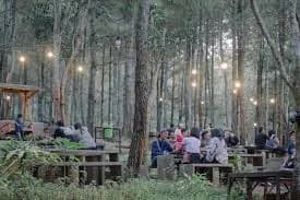 Hutan Pinus Plapar 1